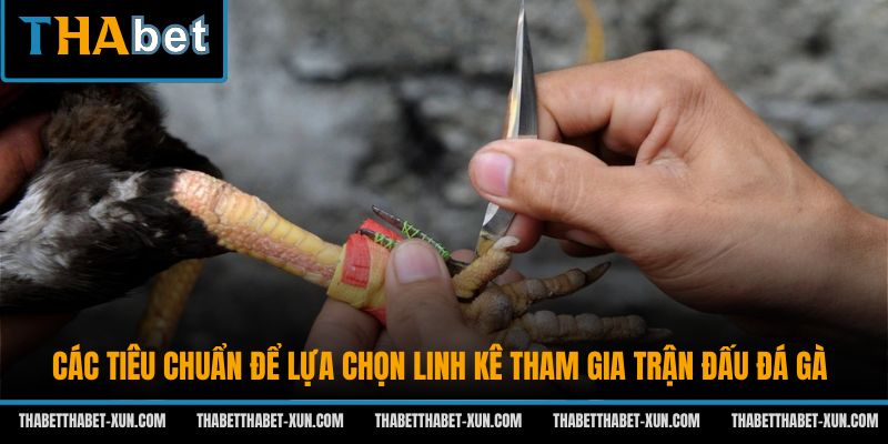 Các tiêu chuẩn để lựa chọn linh kê tham gia trận đấu đá gà