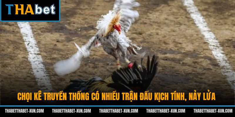 Chọi kê truyền thống có nhiều trận đấu kịch tính, nảy lửa