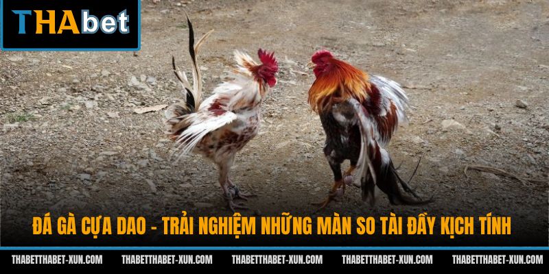 Đá Gà Cựa Dao - Trải Nghiệm Những Màn So Tài Đầy Kịch Tính