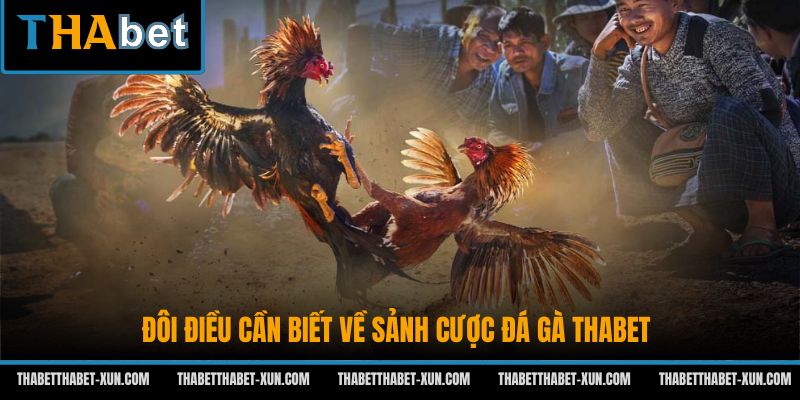 Đôi điều cần biết về sảnh cược đá gà Thabet