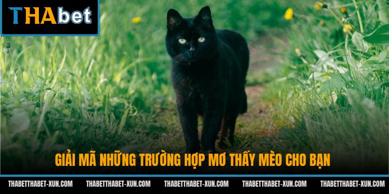 Giải mã những trường hợp mơ thấy mèo cho bạn