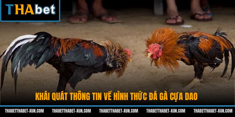 Khái quát thông tin về hình thức đá gà cựa dao
