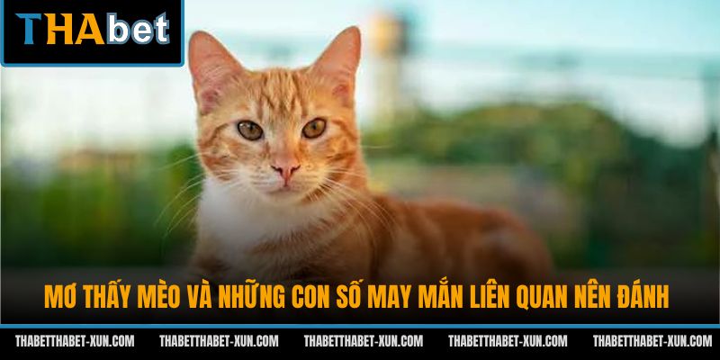 Mơ Thấy Mèo Và Những Con Số May Mắn Liên Quan Nên Đánh