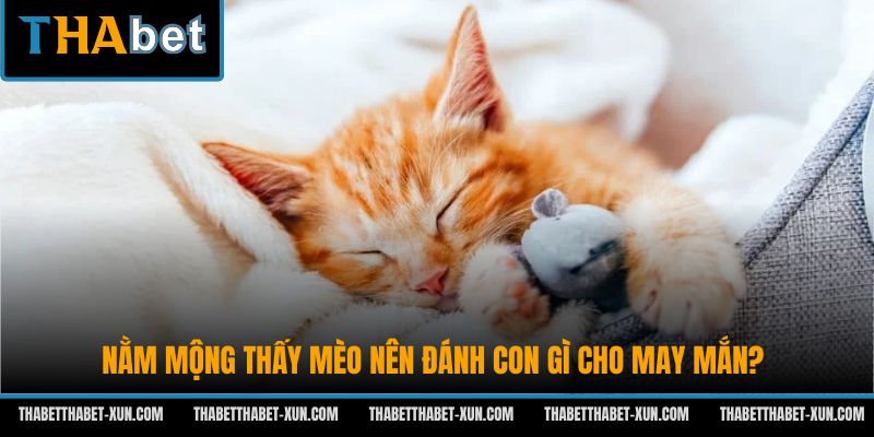 Nằm mộng thấy mèo nên đánh con gì cho may mắn?