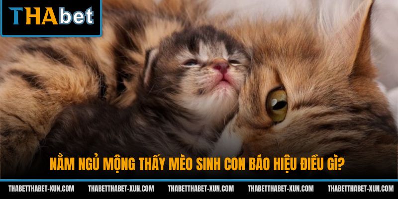 Nằm ngủ mộng thấy mèo sinh con báo hiệu điều gì?