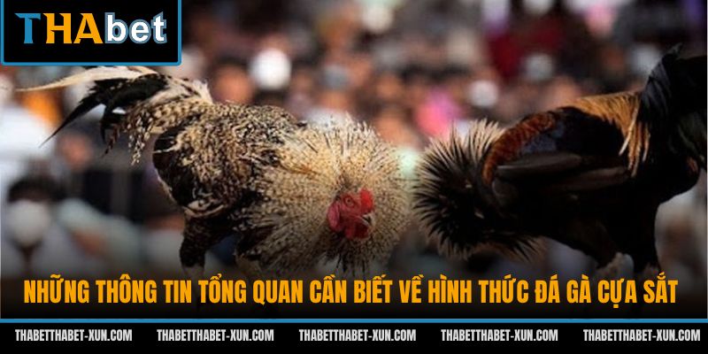 Những thông tin tổng quan cần biết về hình thức đá gà cựa sắt