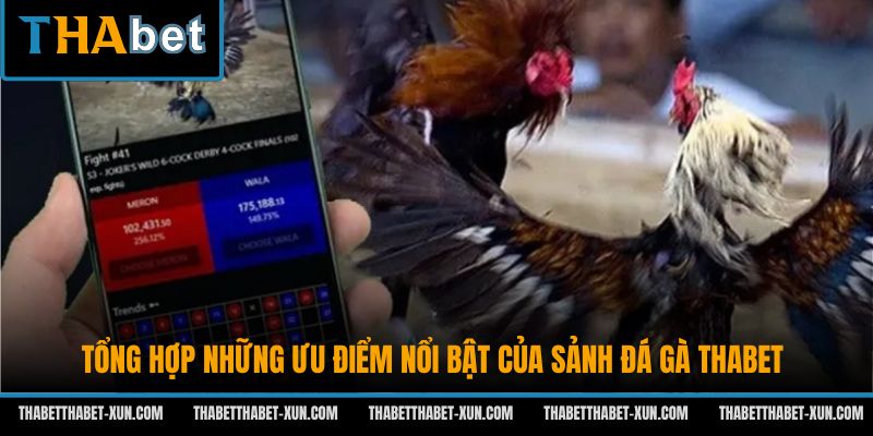 Tổng hợp những ưu điểm nổi bật của sảnh đá gà Thabet